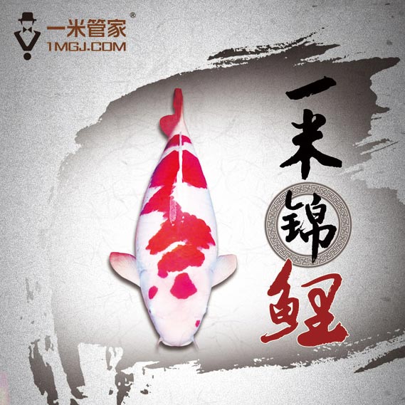 一米锦鲤专家