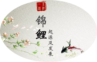 锦鲤起源